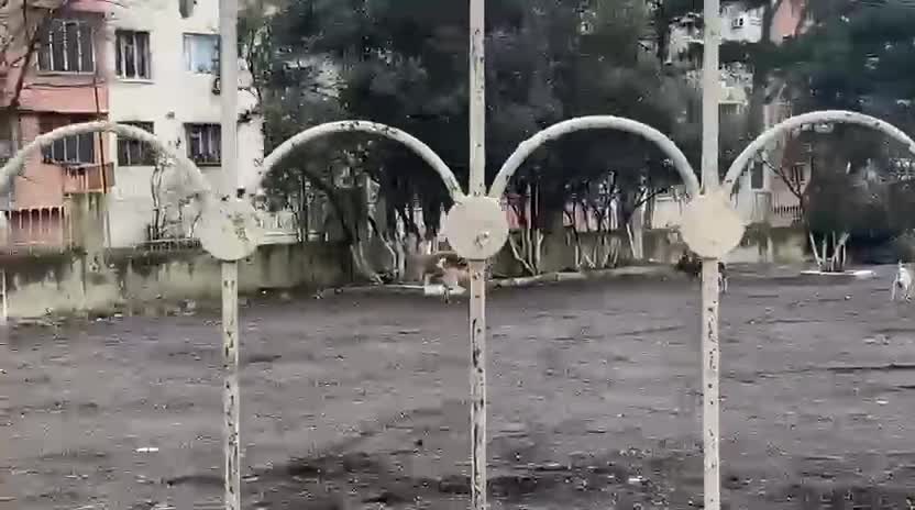 Küçə itləri şagirdlərə hücum etdi
