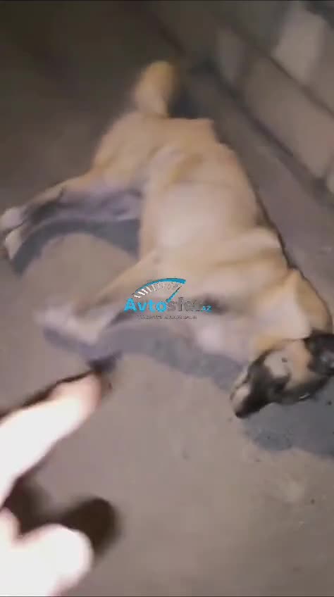 Novxanı yol kənarında ölmüş itlər tapılıb