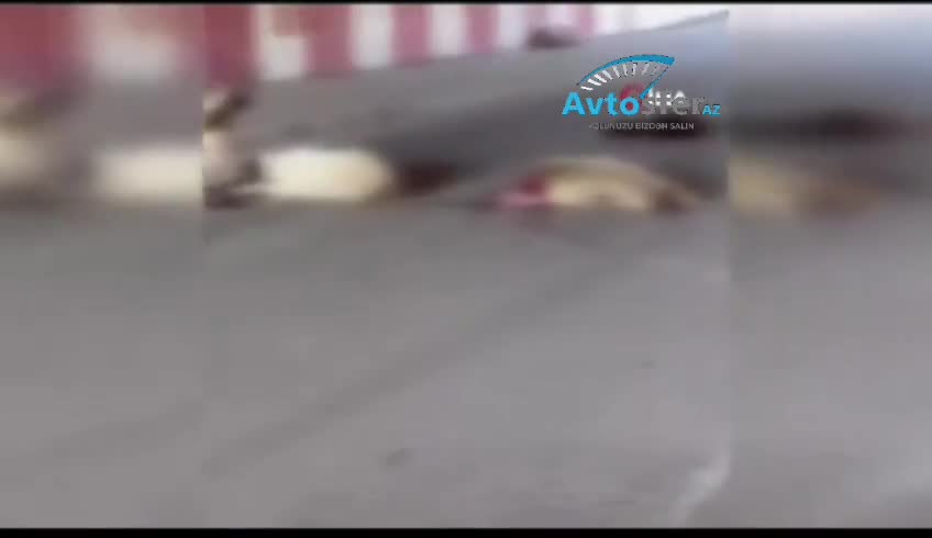 Tuneldə ağır qəza; maşın 17 qoyunu tələf etdi