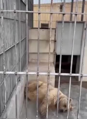 Məşhur məkanda heyvanlar incidilir