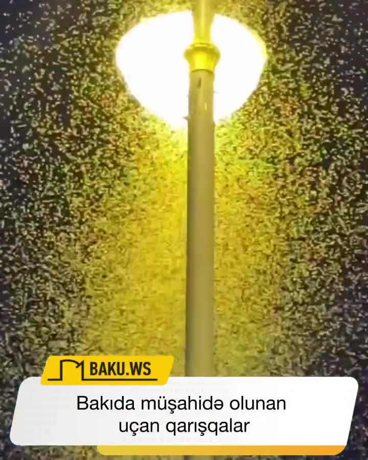 Bakıda müşahidə olunan uçan qarışqalar