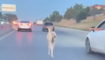 Hökməli yolunda təhlükəli anlar