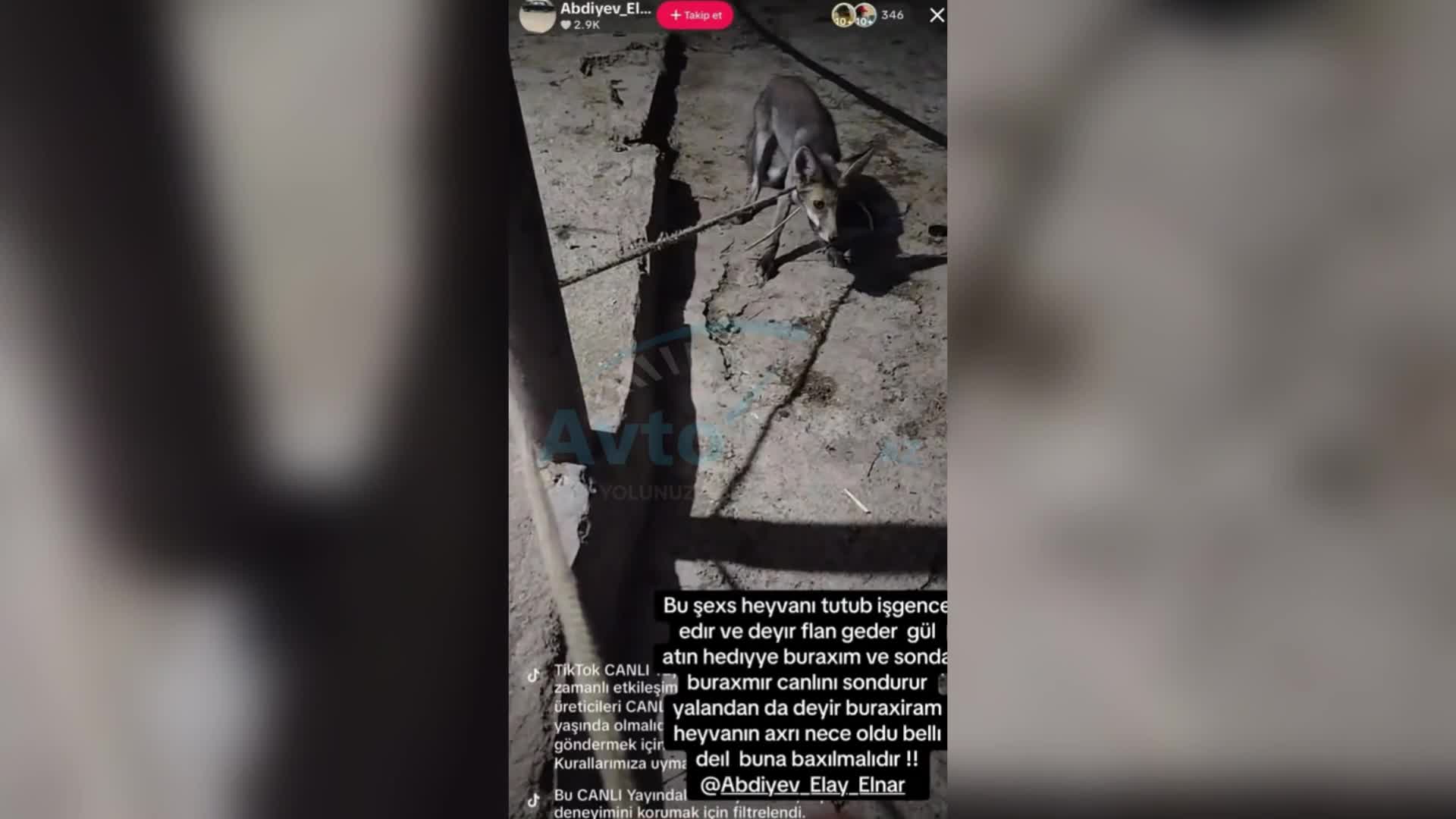 “TikTok”da canlı yayım açıb tülküyə işgəncə verdi