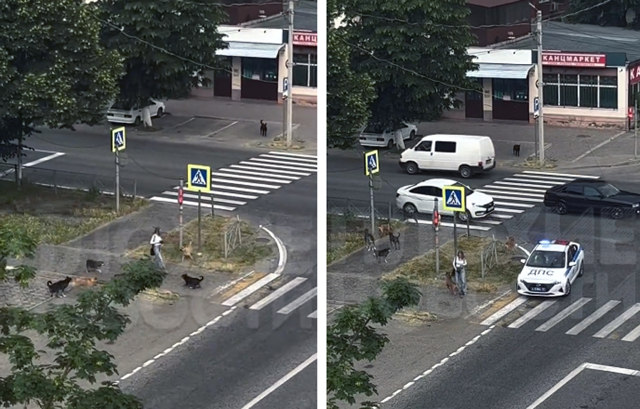 Polisi əməkdaşları qadını küçə itlərindən belə xilas etdi 