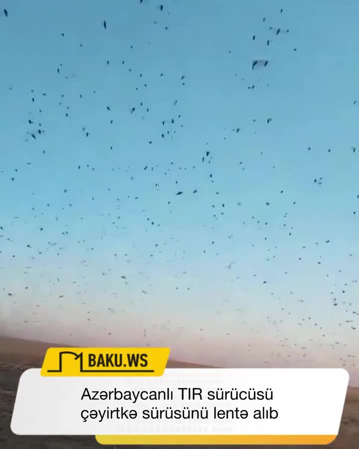 Azərbaycanlı TIR sürücüsü çəyirtkə sürüsünü lentə alıb