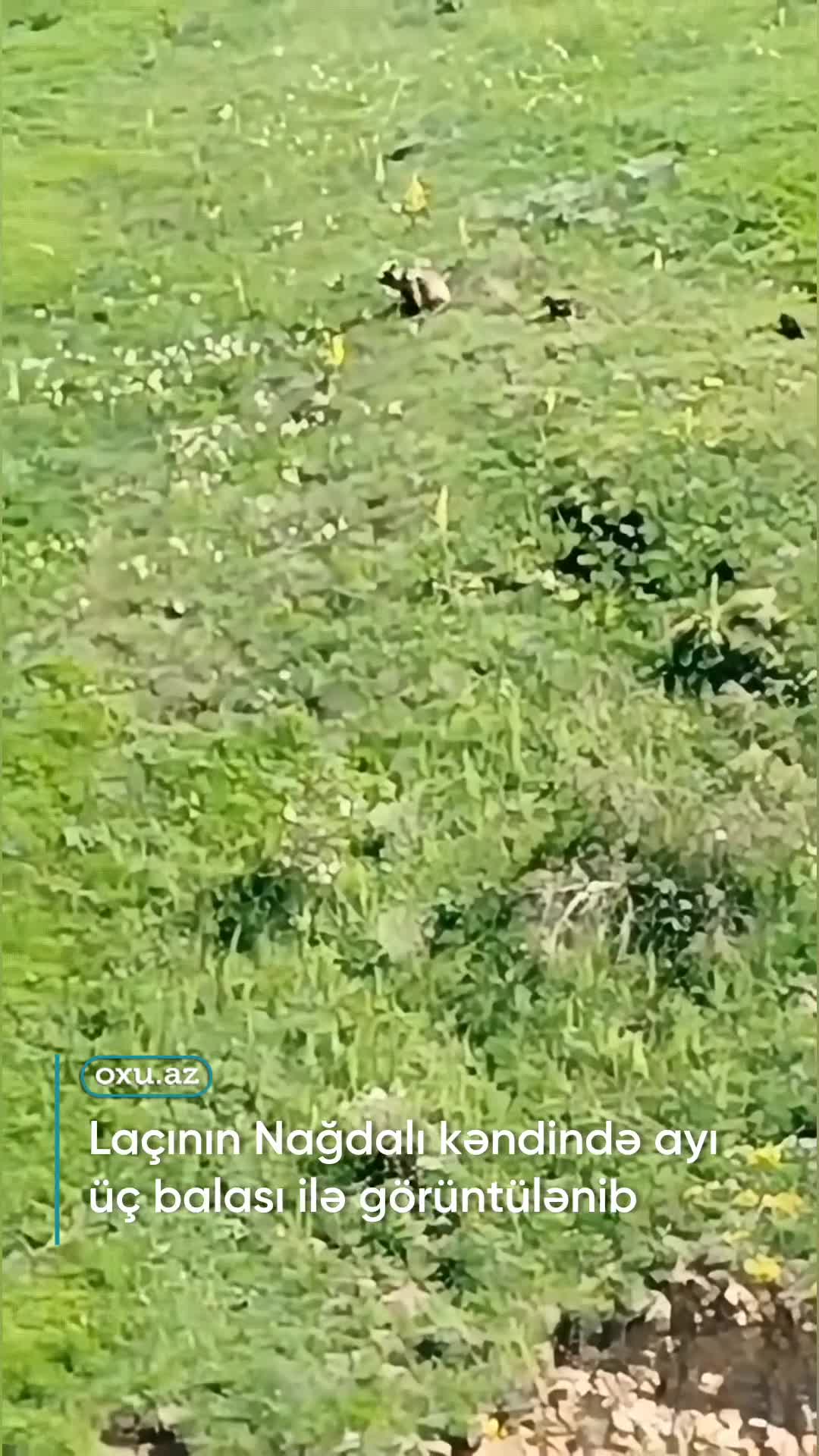 Laçında ayı üç balası ilə görüntüləndi