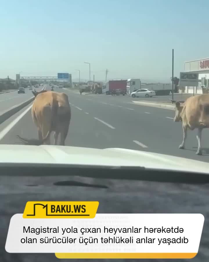 Yola çıxan heyvanlar sürücülərə təhlükə yaratdı 