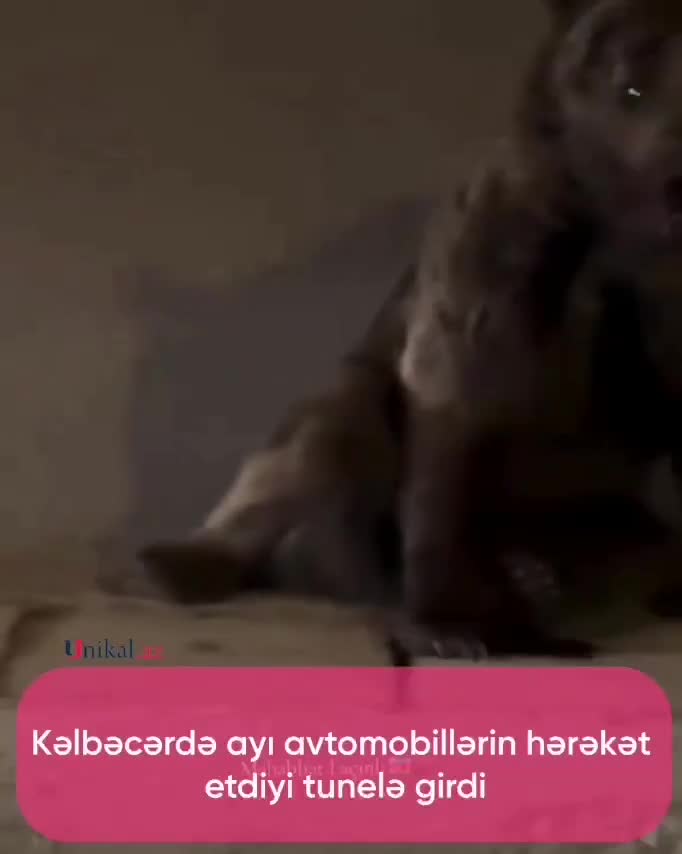 Kəlbəcərdə tuneldə qalan ayı yorğun halda kömək gözlədi