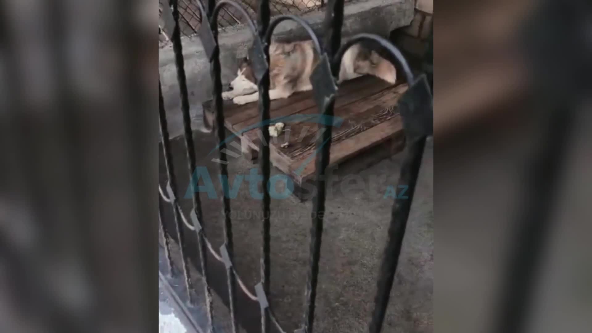“Bio Garden”də itlər acınacaqlı vəziyyətdədir 