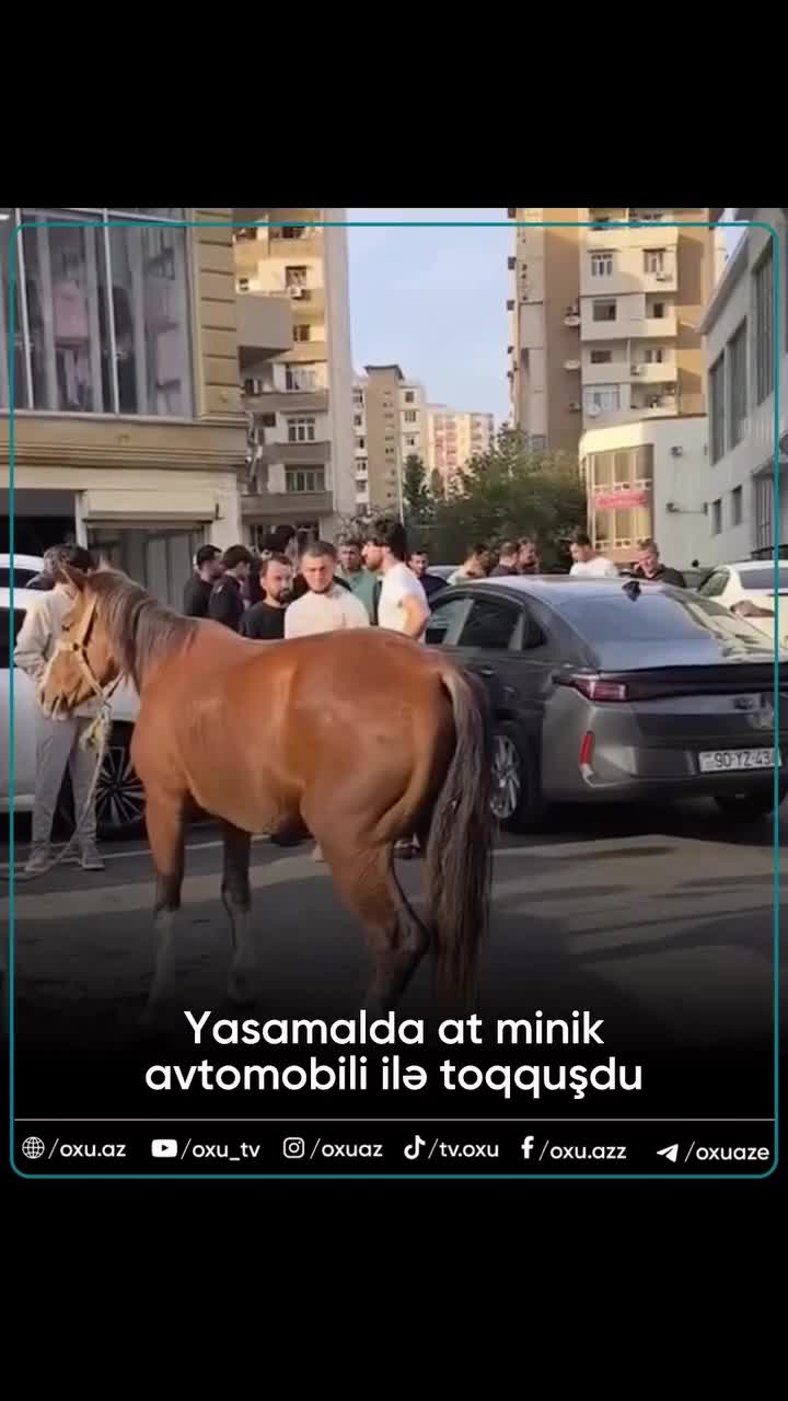Bakıda minik avtomobili atla toqquşdu